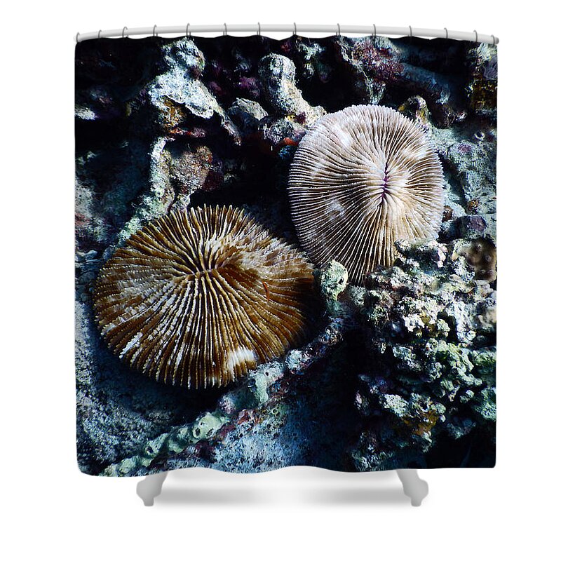 Animal Shower Curtain featuring the photograph Solitary Fungia Coral by Carleton Ray