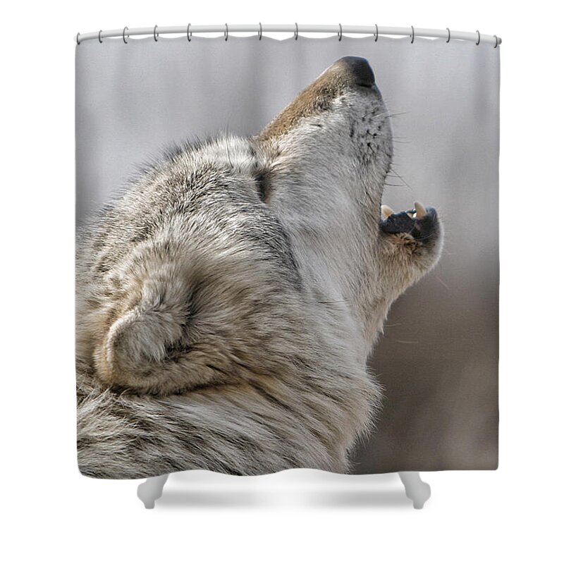 Wolf Shower Curtain featuring the photograph Solo Song II by Shari Jardina