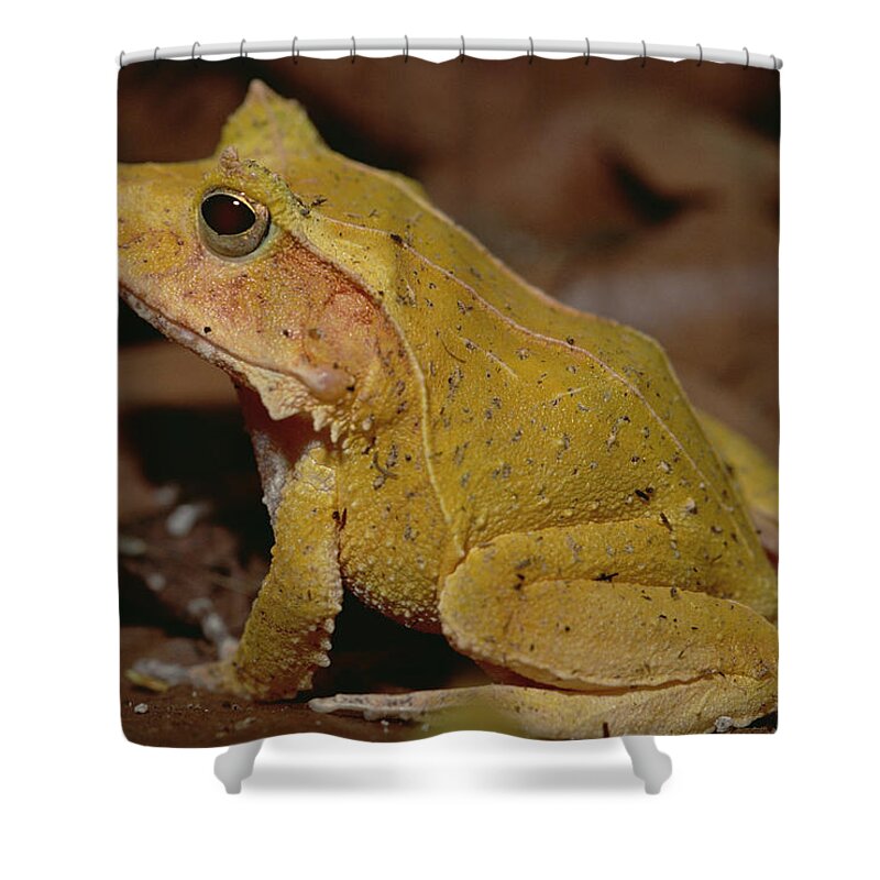 Feb0514 Shower Curtain featuring the photograph Solomon Island Leaf Frog by Gerry Ellis