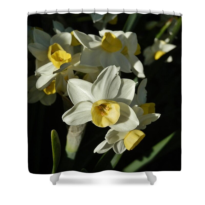 Daffodil Shower Curtain featuring the photograph Solophilia by VLee Watson