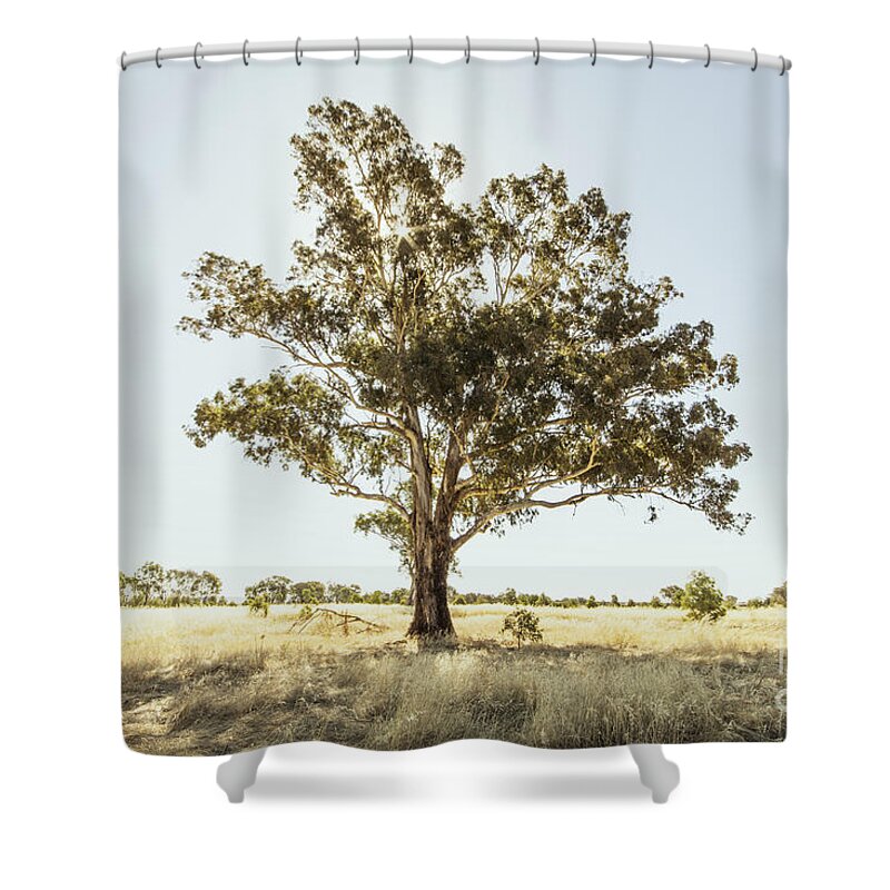 Tree Shower Curtain featuring the photograph Someday I'll be Tall by Linda Lees