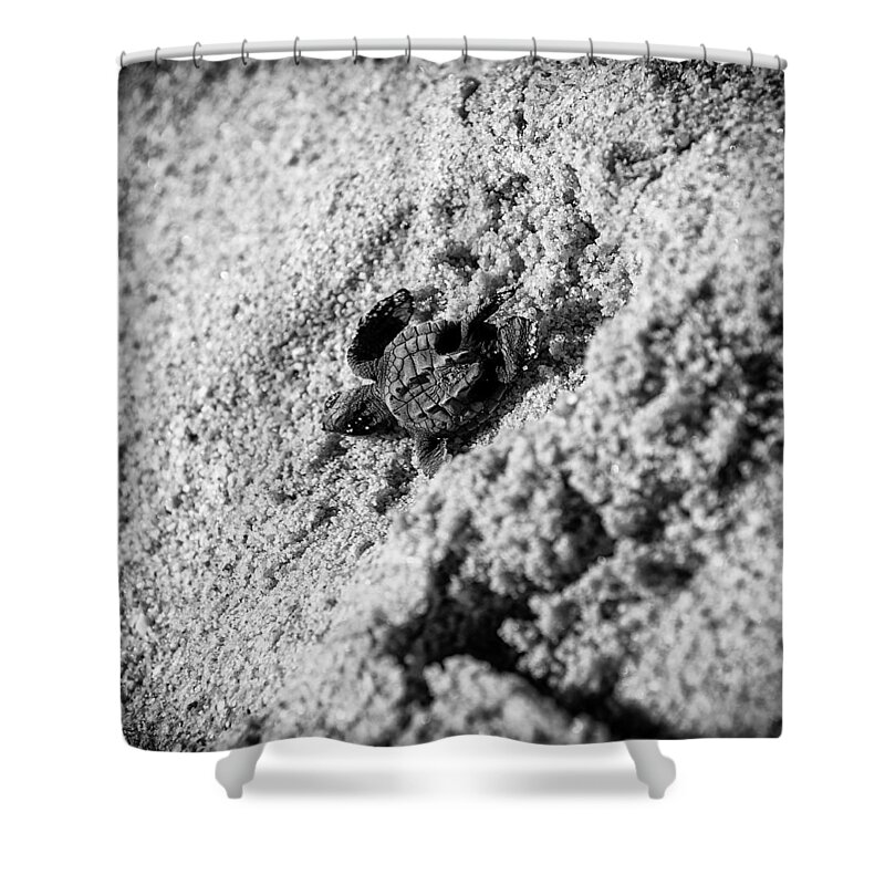 Baby Loggerhead Shower Curtain featuring the photograph Sometimes We Fall by Sebastian Musial