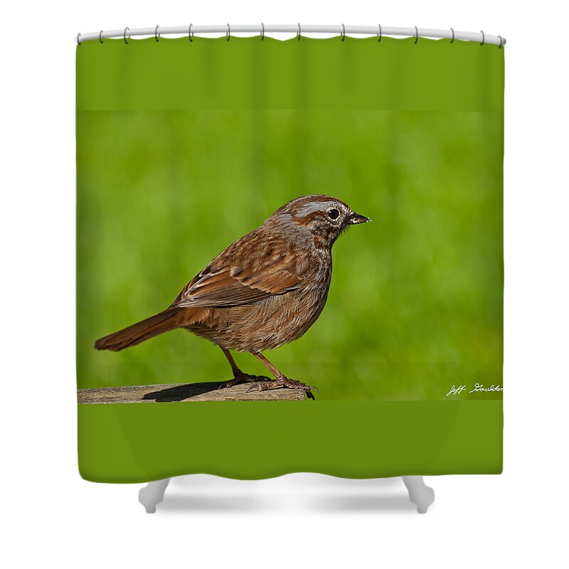 Animal Shower Curtain featuring the photograph Song Sparrow on a Log by Jeff Goulden
