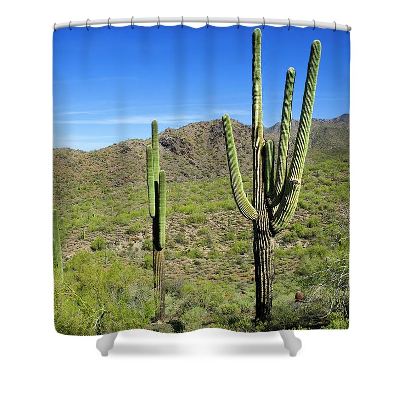 Saguaro Cactus Shower Curtain featuring the photograph Sonoran Desert by Jacobh