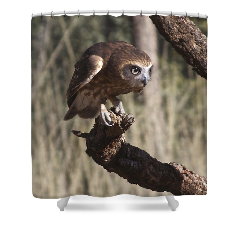 Animal Shower Curtain featuring the photograph Southern Boobok Owl by Venetia Featherstone-Witty