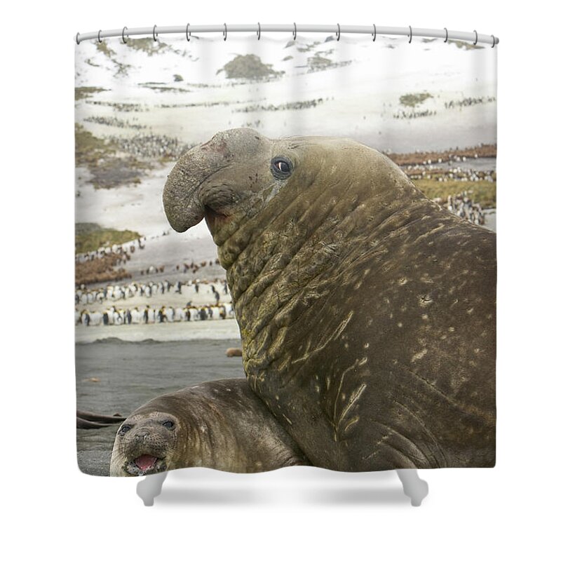 00345751 Shower Curtain featuring the photograph Southern Elephant Seal Couple by Yva Momatiuk John Eastcott