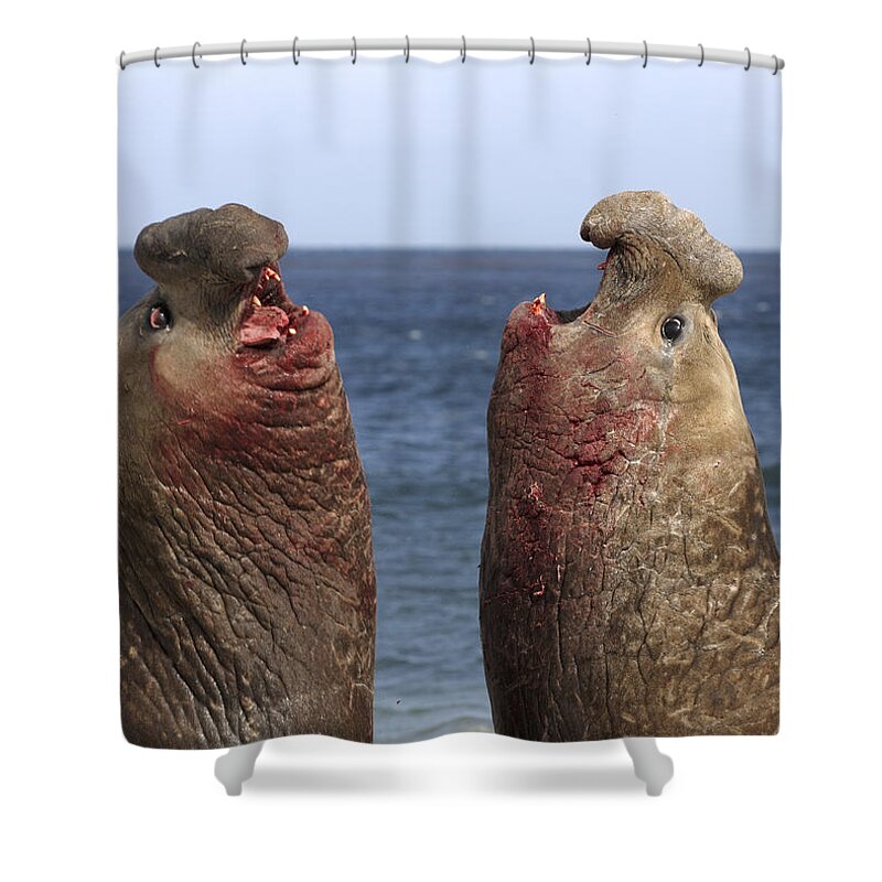 Feb0514 Shower Curtain featuring the photograph Southern Elephant Seal Males Competing by Hiroya Minakuchi