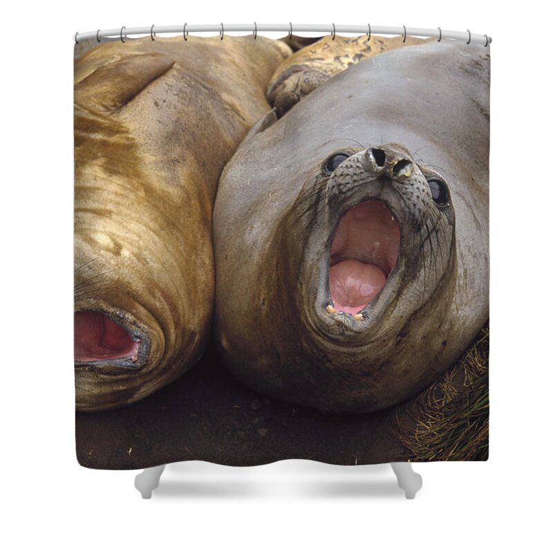 Feb0514 Shower Curtain featuring the photograph Southern Elephant Seal Pair Calling by Konrad Wothe