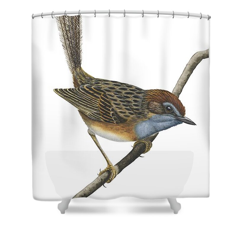 Wren Shower Curtain featuring the drawing Southern emu wren by Anonymous