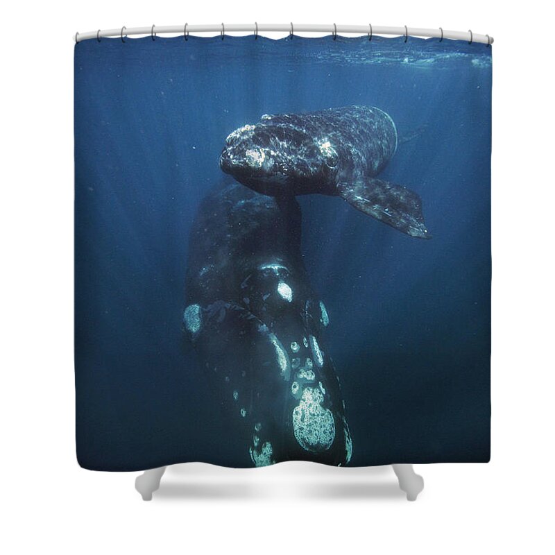 Feb0514 Shower Curtain featuring the photograph Southern Right Whale And Calf Valdes by Hiroya Minakuchi