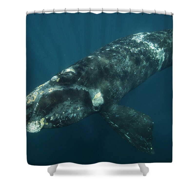 Feb0514 Shower Curtain featuring the photograph Southern Right Whale Calf Valdes by Hiroya Minakuchi