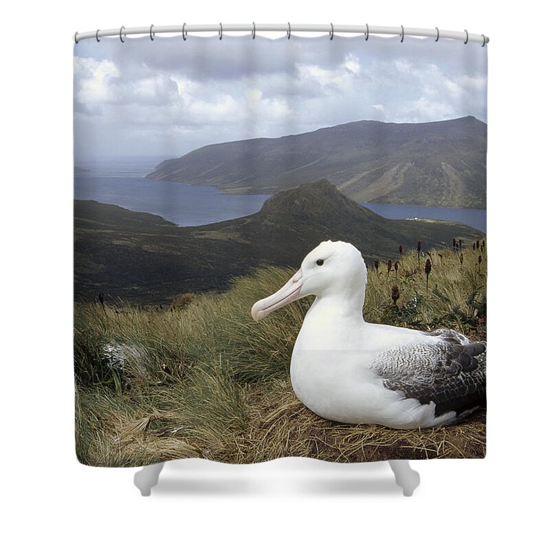 Feb0514 Shower Curtain featuring the photograph Southern Royal Albatross On Nest by Tui De Roy