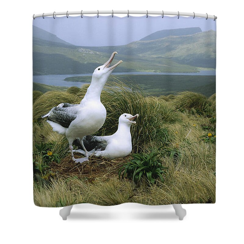 Feb0514 Shower Curtain featuring the photograph Southern Royal Albatrosses At Nest by Konrad Wothe