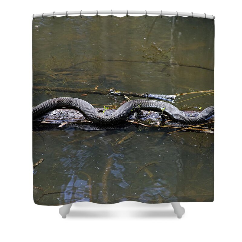 Nerodia Fasciata Shower Curtain featuring the photograph Southern Water Snake - Nerodia fasciata by Kathy Clark