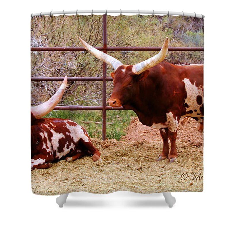 Arizona Shower Curtain featuring the photograph Southwest Long Horn Bulls by Tap On Photo