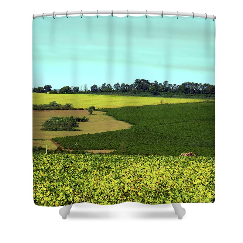 Tranquility Shower Curtain featuring the photograph Soybeans And Coffee by Flavio ConceiÇÃo Fotos