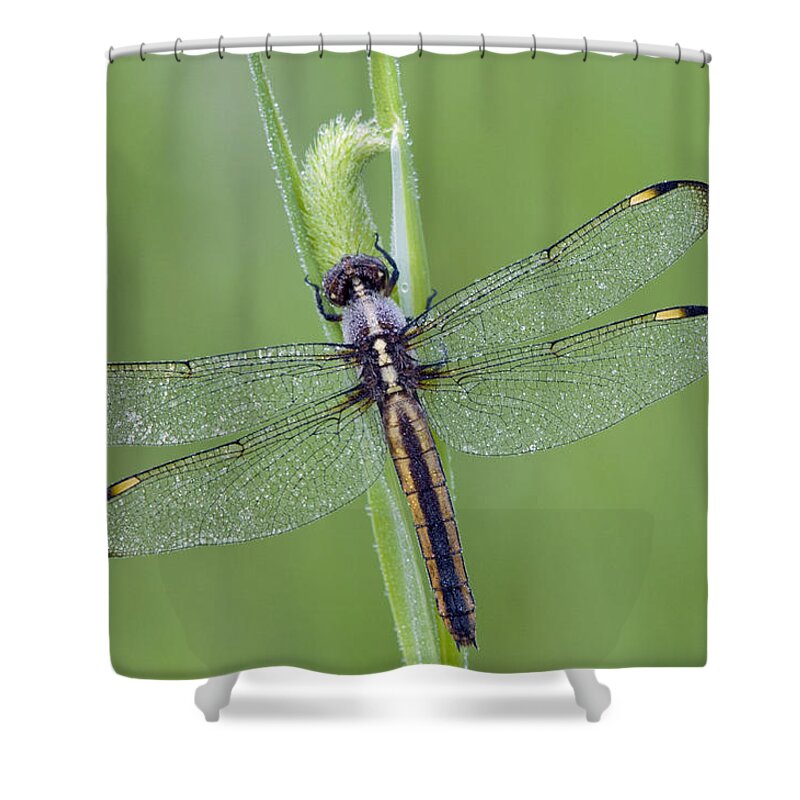 535851 Shower Curtain featuring the photograph Spangled Skimmer Dragonfly by Steve Gettle
