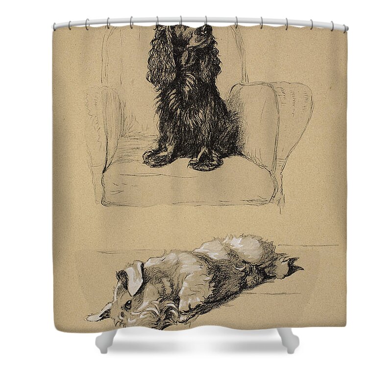 Dog Shower Curtain featuring the drawing Spaniel And Sealyham, 1930 by Cecil Charles Windsor Aldin