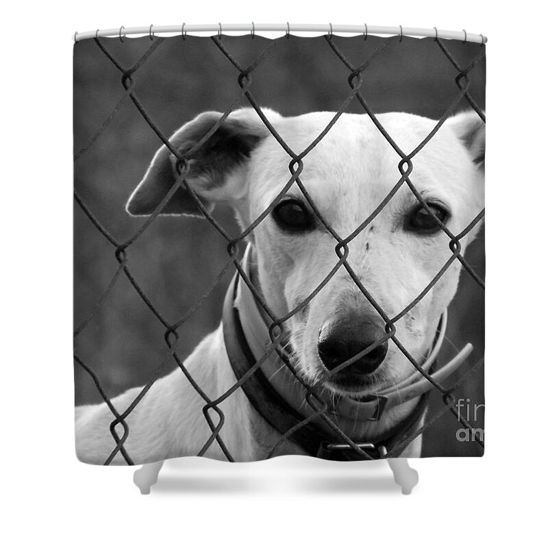 Galgo Shower Curtain featuring the photograph Spanish Galgo by Clare Bevan