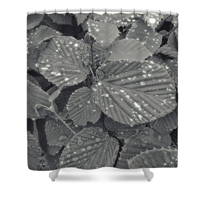 Leaves Shower Curtain featuring the photograph Sparkling Leaves by Cathy Anderson