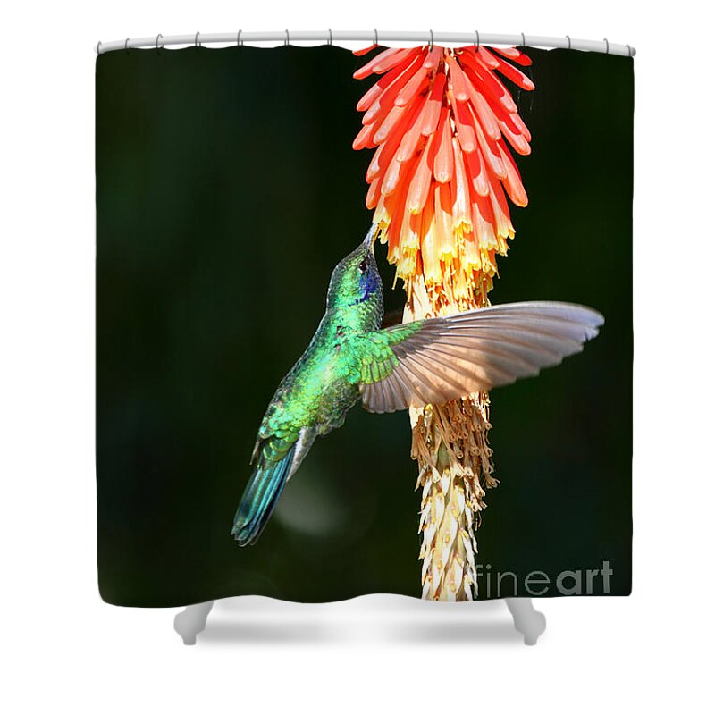 Hummingbird Shower Curtain featuring the photograph Sparkling Violetear Hummingbird by James Brunker