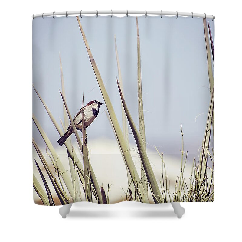 House Sparrow Shower Curtain featuring the photograph Sparrow on the Yucca by Heather Applegate