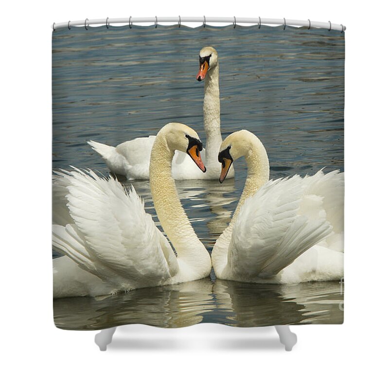 Swan Shower Curtain featuring the photograph Special Kinda Love by Andrea Kollo