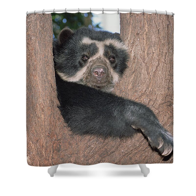 Feb0514 Shower Curtain featuring the photograph Spectacled Bear In Andean Foothills Peru by Tui De Roy