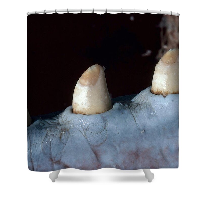Animal Shower Curtain featuring the photograph Sperm Whale Teeth by A.b. Joyce