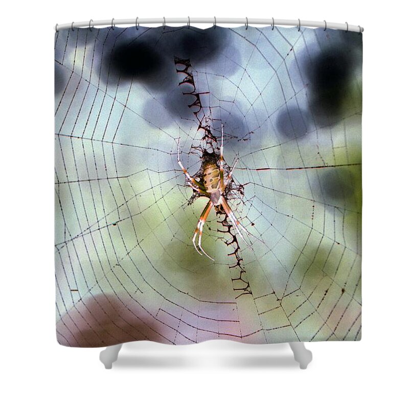 Spider Shower Curtain featuring the photograph Spider - Black and Yellow Argiope - PhotoPower 1531 by Pamela Critchlow