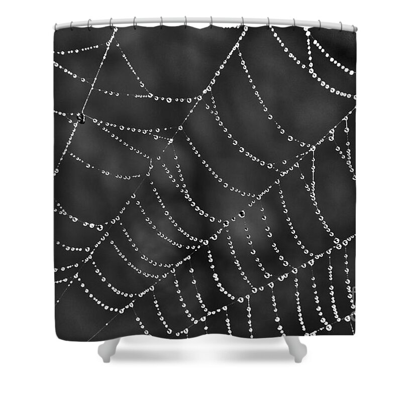 Spider Web Shower Curtain featuring the photograph Spider Web by Jeannette Hunt