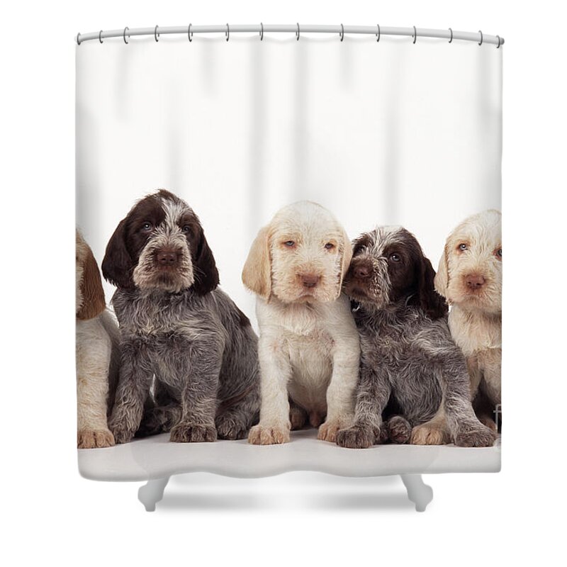 Dog Shower Curtain featuring the photograph Spinone Puppy Dogs by John Daniels