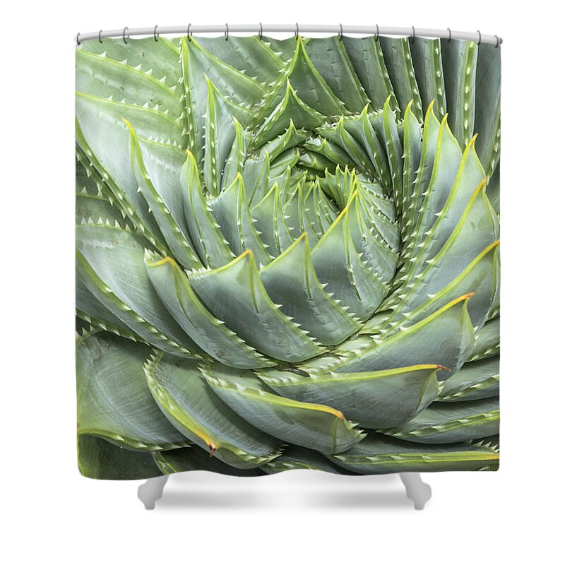 Natural Pattern Shower Curtain featuring the photograph Spiral Aloe Aloe Polyphylla by David Madison