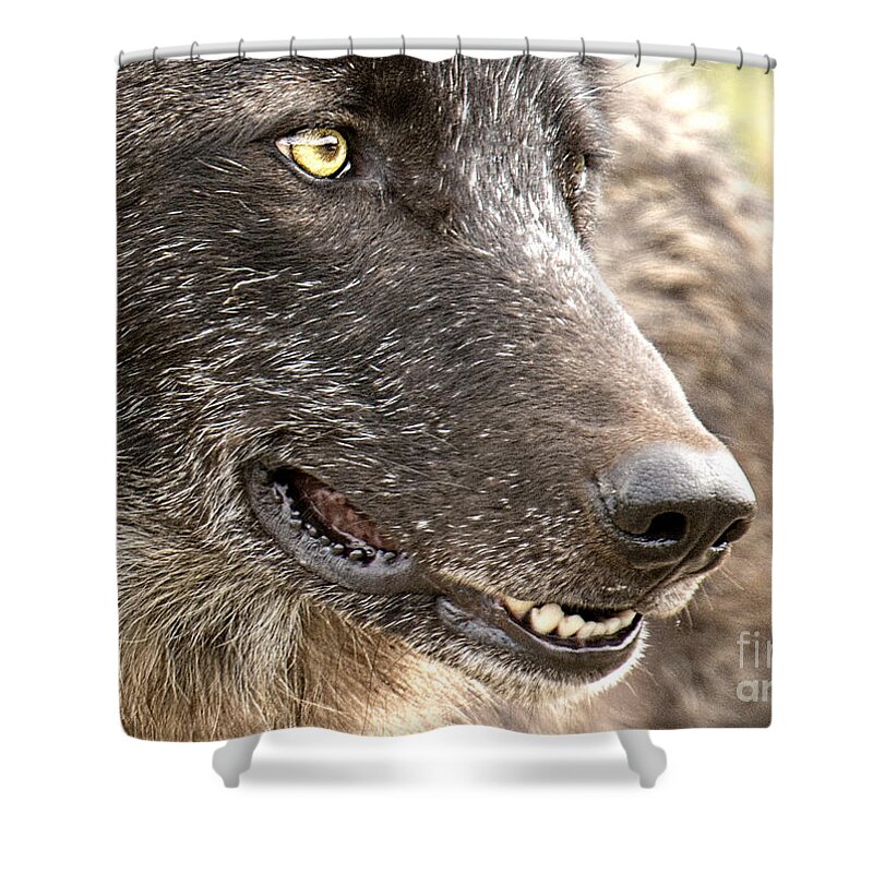 Wolf Shower Curtain featuring the photograph Spitfire of Yellowstone National Park by Deby Dixon