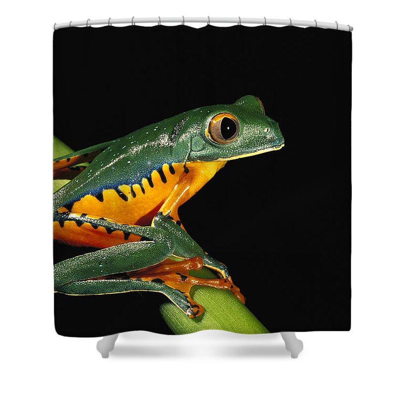 00217049 Shower Curtain featuring the photograph Splendid Leaf Frog Ecuador by Pete Oxford
