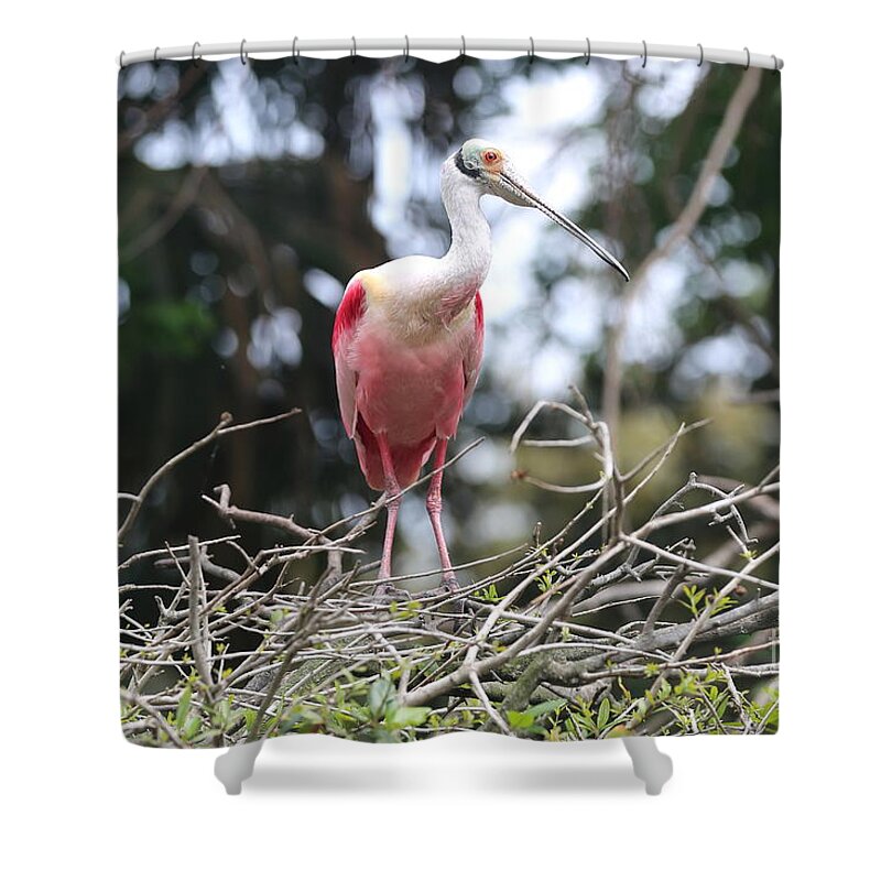 Roseate Spoonbill Shower Curtain featuring the photograph Spoonbill in the Branches by Carol Groenen