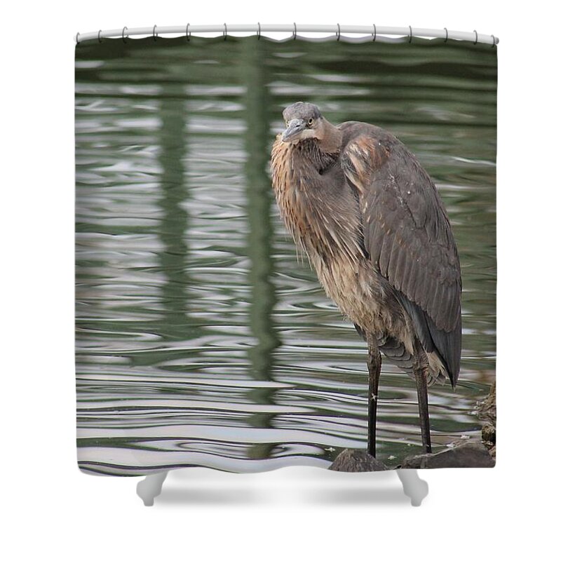 Ardea Herodias Shower Curtain featuring the photograph Spotted by a Great Blue Heron by Robert Banach