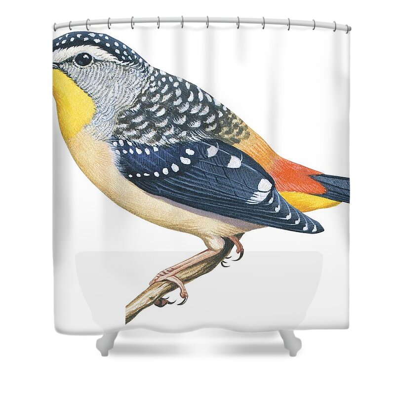 No People; Horizontal; Full Length; White Background; One Animal; Nature; Wildlife; Illustration And Painting; Spotted Diamondbird; Pardalotus Punctatus; Spotted; Multi Colored; Perching; Branch; Zoology Shower Curtain featuring the drawing Spotted diamondbird by Anonymous