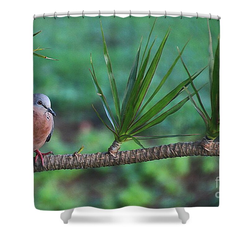 Spotted Dove Shower Curtain featuring the photograph Spotted Dove by Elizabeth Winter