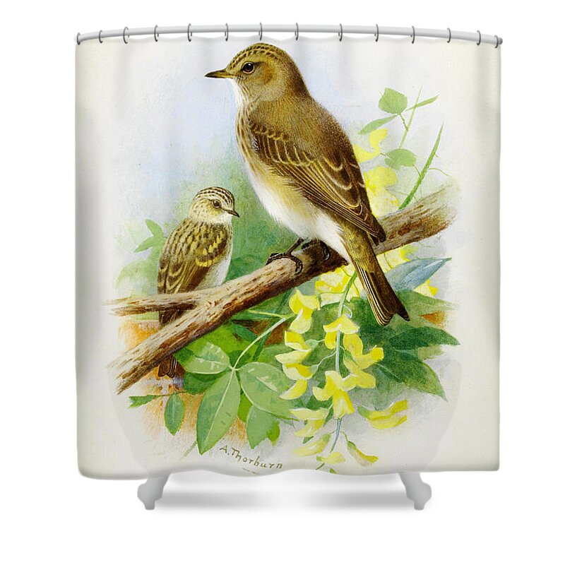 Spotted Flycatchers Shower Curtain featuring the painting Spotted Flycatchers by Celestial Images