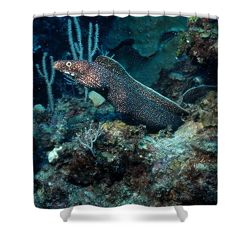 Actinopterygii Shower Curtain featuring the photograph Spotted Moray Eel by Carleton Ray