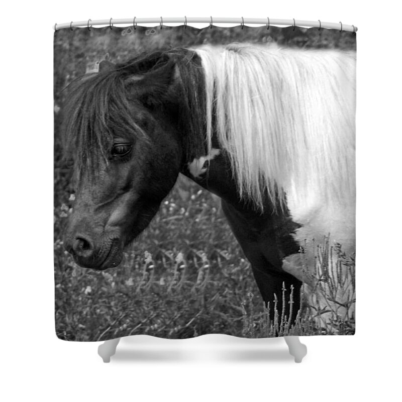Pony Shower Curtain featuring the photograph Spotted Pony by Joyce Wasser