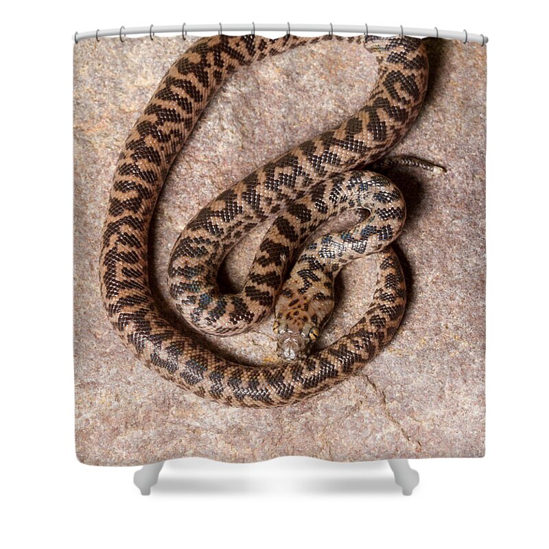 Snakes Shower Curtain featuring the photograph Spotted Python Antaresia Maculosa Top by David Kenny
