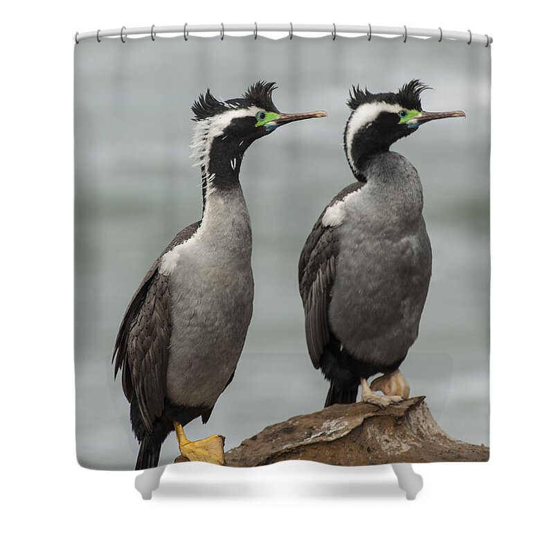 530838 Shower Curtain featuring the photograph Spotted Shags At Shag Point Otago New by Colin Monteath