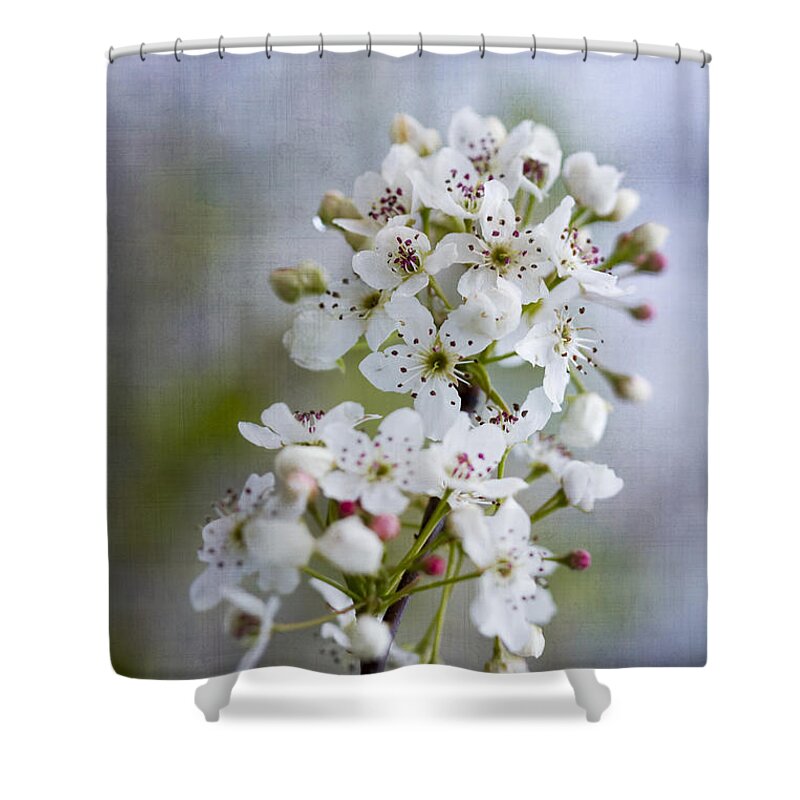 Bradford Shower Curtain featuring the photograph Spring Blooming Bradford Pear Blossoms by Kathy Clark