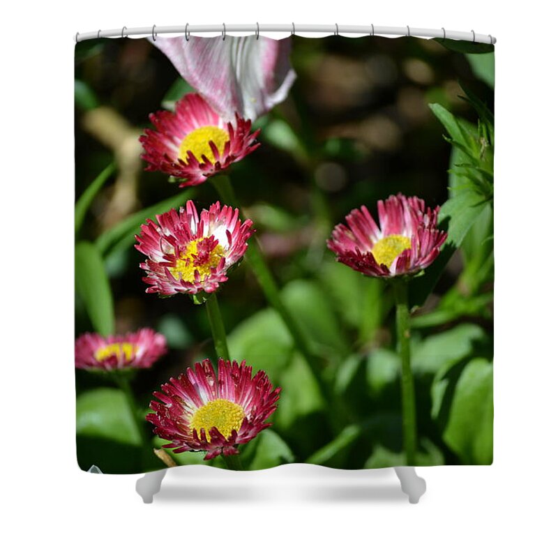 Spring Shower Curtain featuring the photograph Spring Blooms by Tara Potts