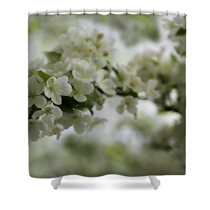 Blooming Shower Curtain featuring the photograph Spring Bloosom by Sebastian Musial