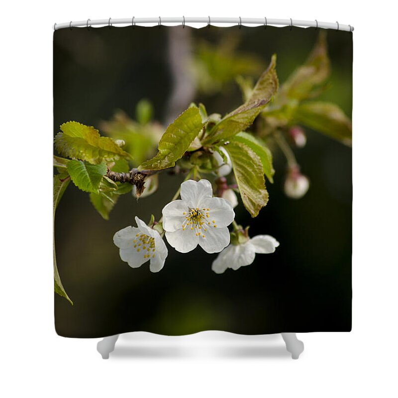 Branch Shower Curtain featuring the photograph Spring Blossom by Spikey Mouse Photography