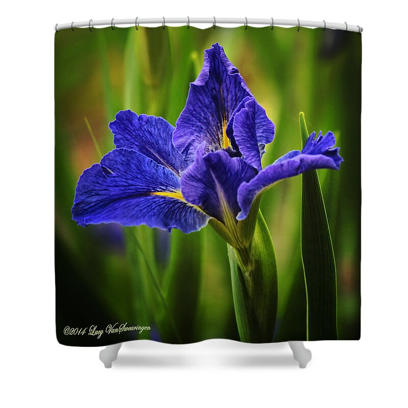 Spring Shower Curtain featuring the photograph Spring Blue Iris by Lucy VanSwearingen