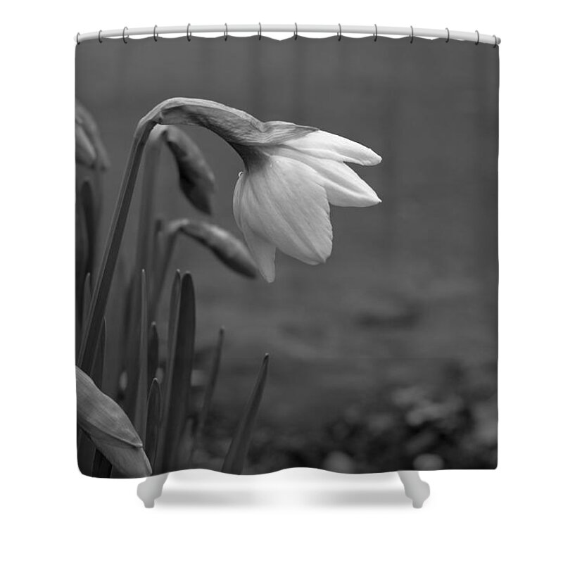 Flowers Shower Curtain featuring the photograph Spring Daffodils by Ron Roberts